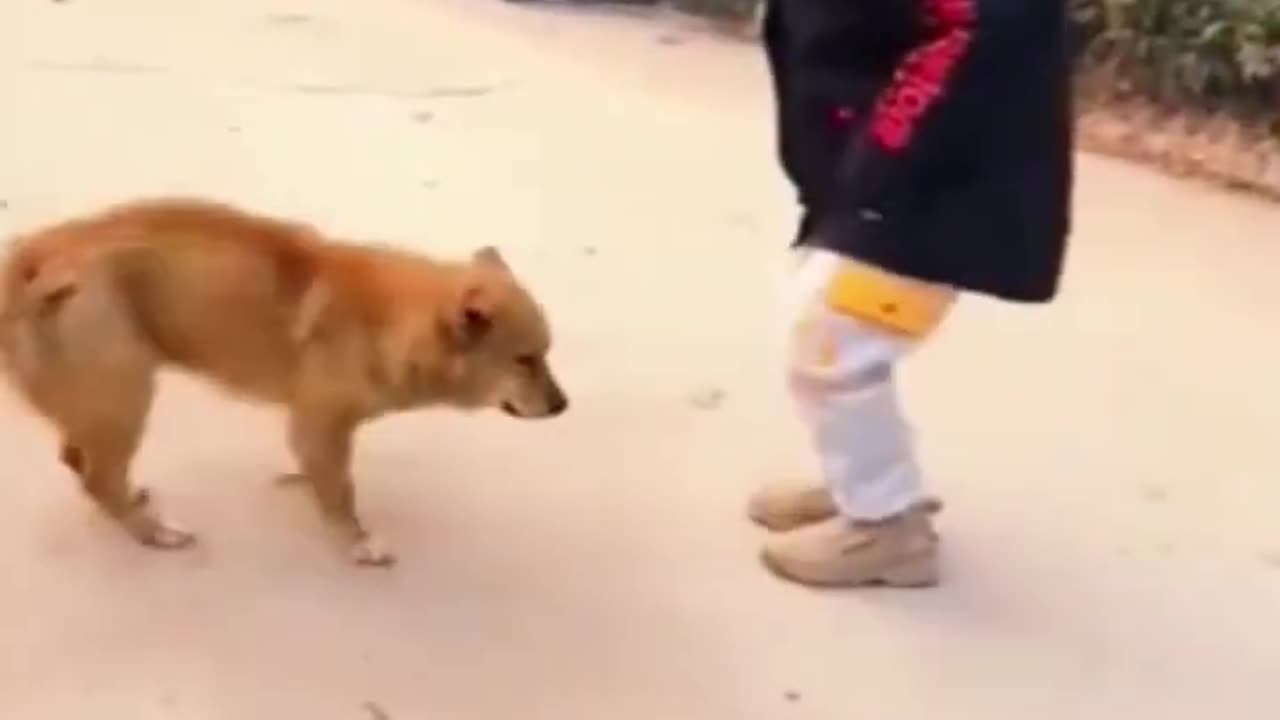 Funny dog videos dancing to music