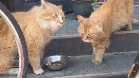 These two angry cats are frozen in time—looks like a photo, but it's a video! 🐾📸