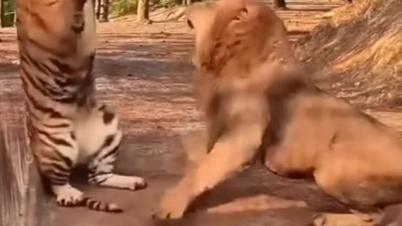 😂funny video🤣|# 🐯 🦁 fight|# can't stop laughing# shorts