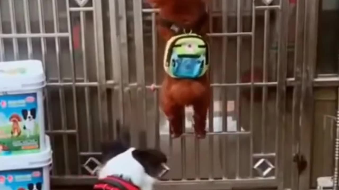 Funny Dog Video