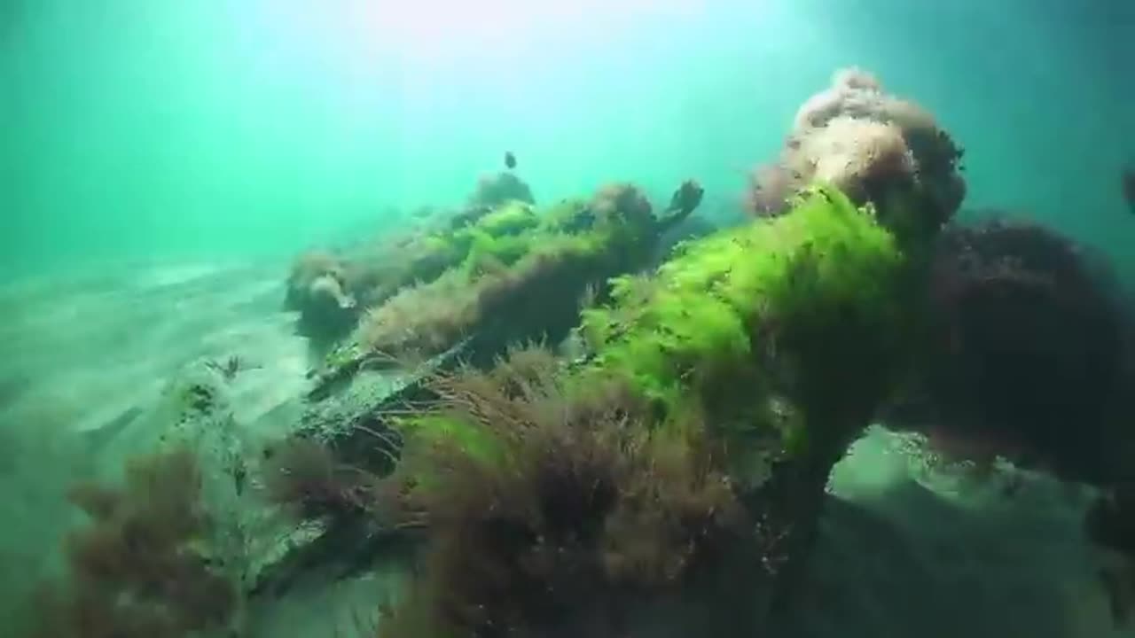 Wildlife