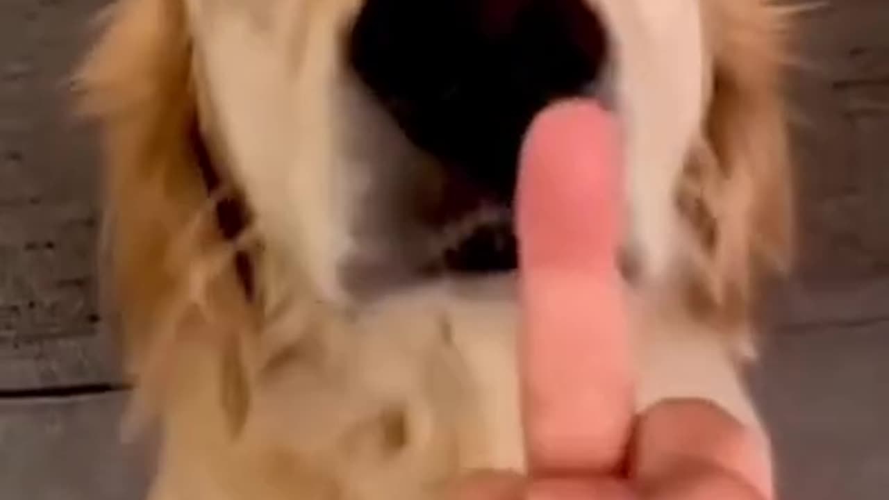 Dog vs Middle Finger