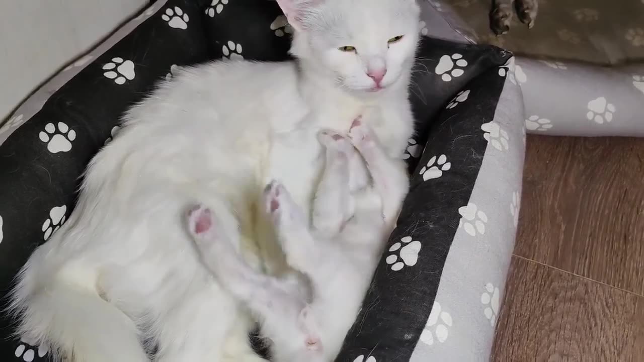 Mother Cat & Her White Kid