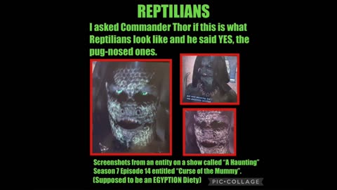 Reptilian Pics .......