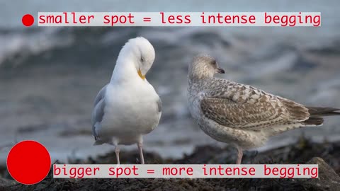 60 Second Zoology - Gull Beak Spot