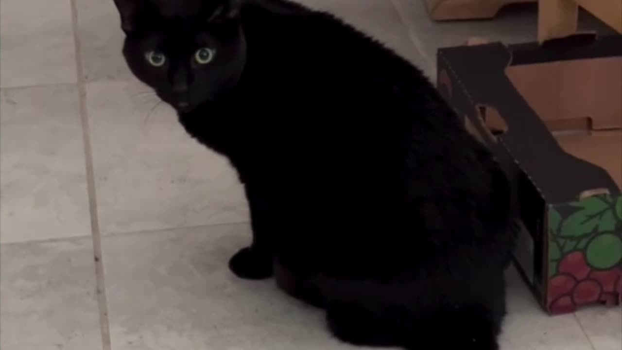 Cute Precious Piper Guards Her Fort - Adopting a Cat from a Shelter Vlog #shorts