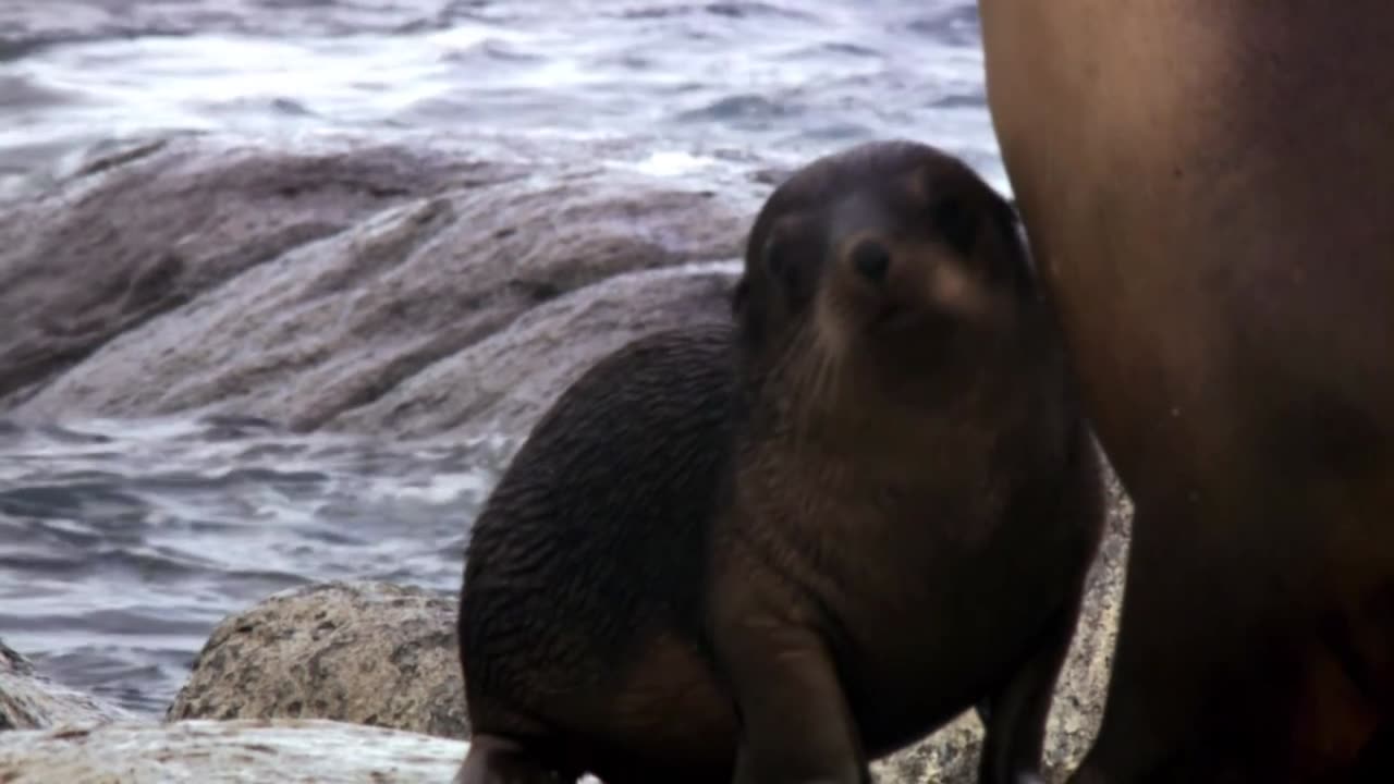 animal babies that enjoy the beach