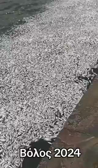 Hundreds of thousands of dead fish have poured into the port of Volos, in Greece.