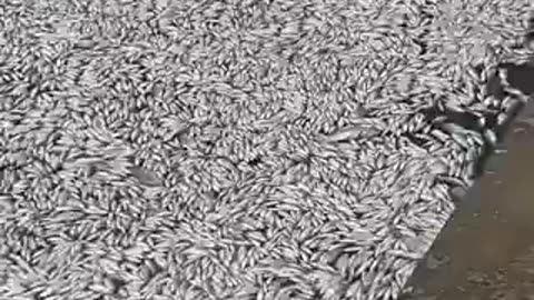 Hundreds of thousands of dead fish have poured into the port of Volos, in Greece.