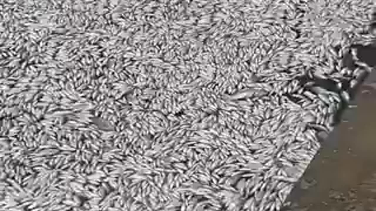 Hundreds of thousands of dead fish have poured into the port of Volos, in Greece.