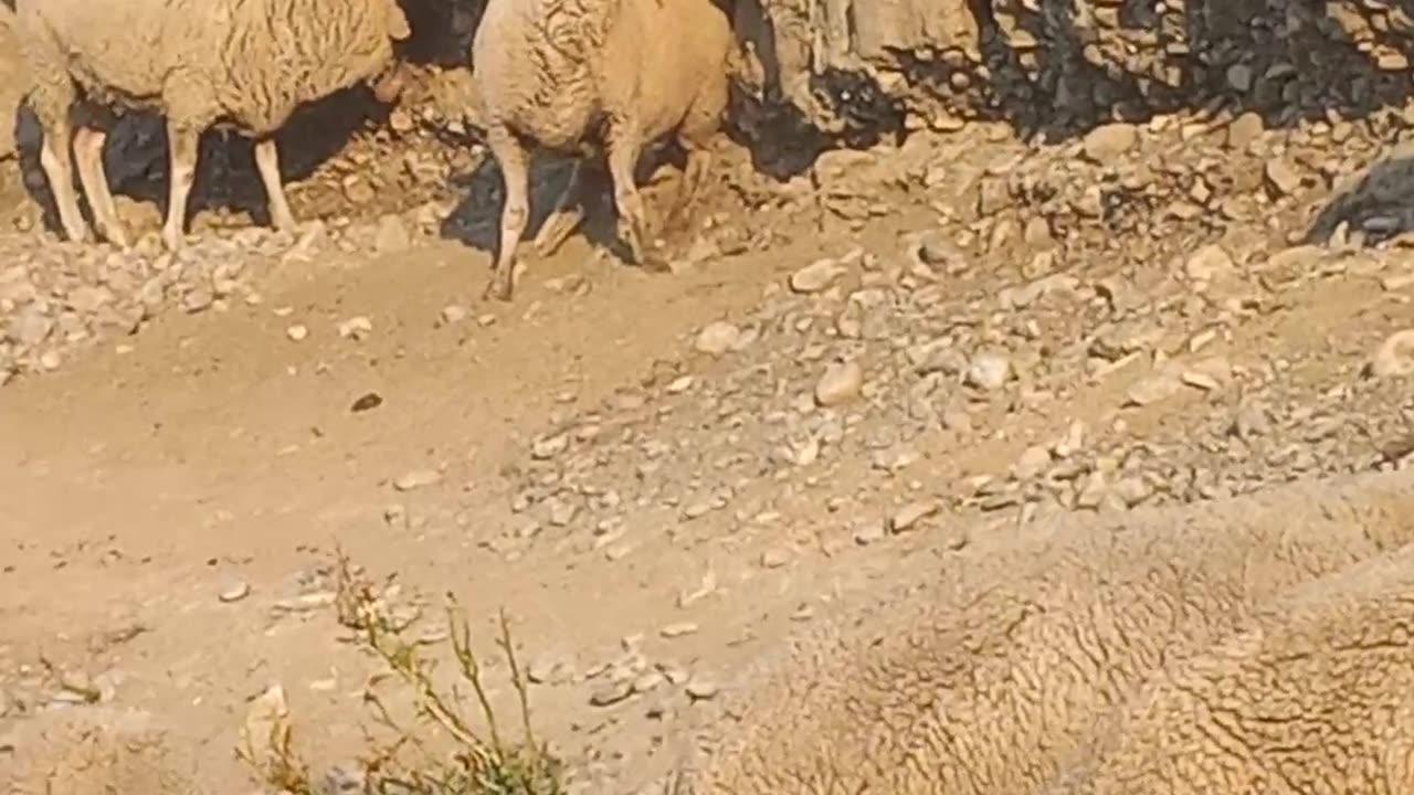 Sheep getting a good scratch on the rear end