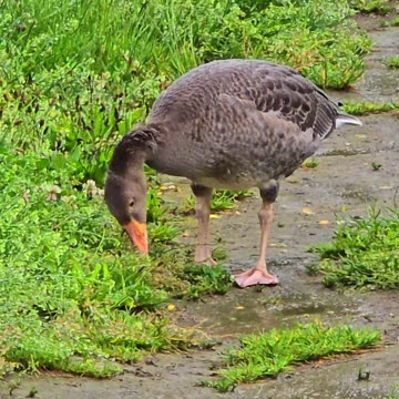 A goose and a duck by a river in rainy weather / beautiful water birds in nature.