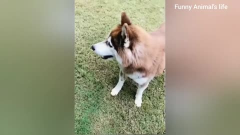 Funny Puppies