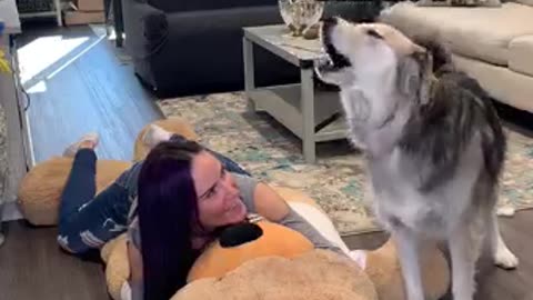 Golden Retriever Mix Gets Jealous Over Giant Teddy Bear