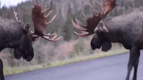 when a moose attacks another moose