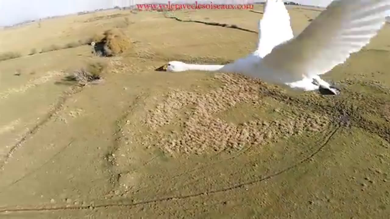 Amazing flights with birds on board of a microlight. Christian Moullec avec ses oiseaux