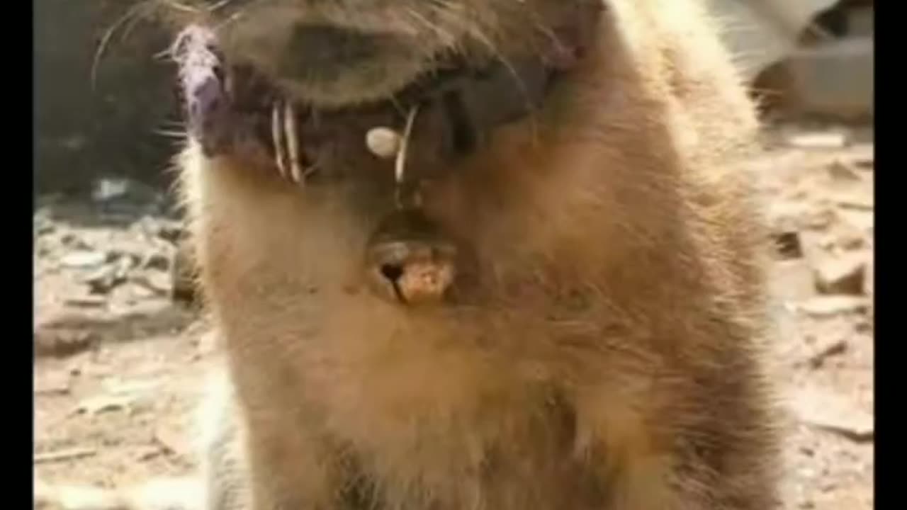 Funny animal videos part 19