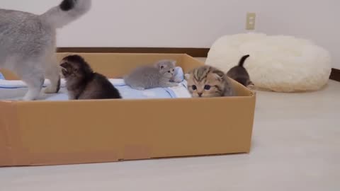 Funny cat videos. Funny animal videos