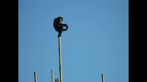 Monkey On Post