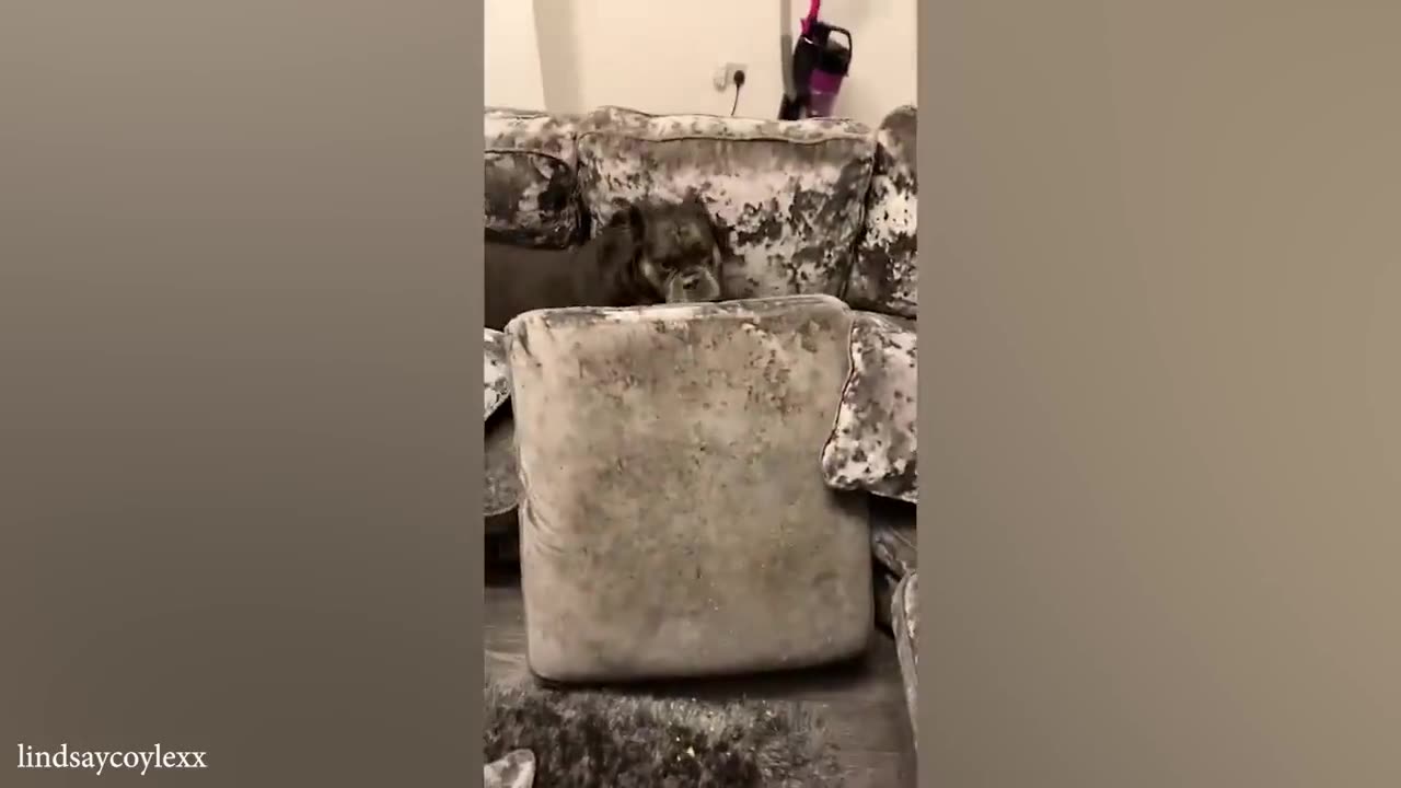funny cats