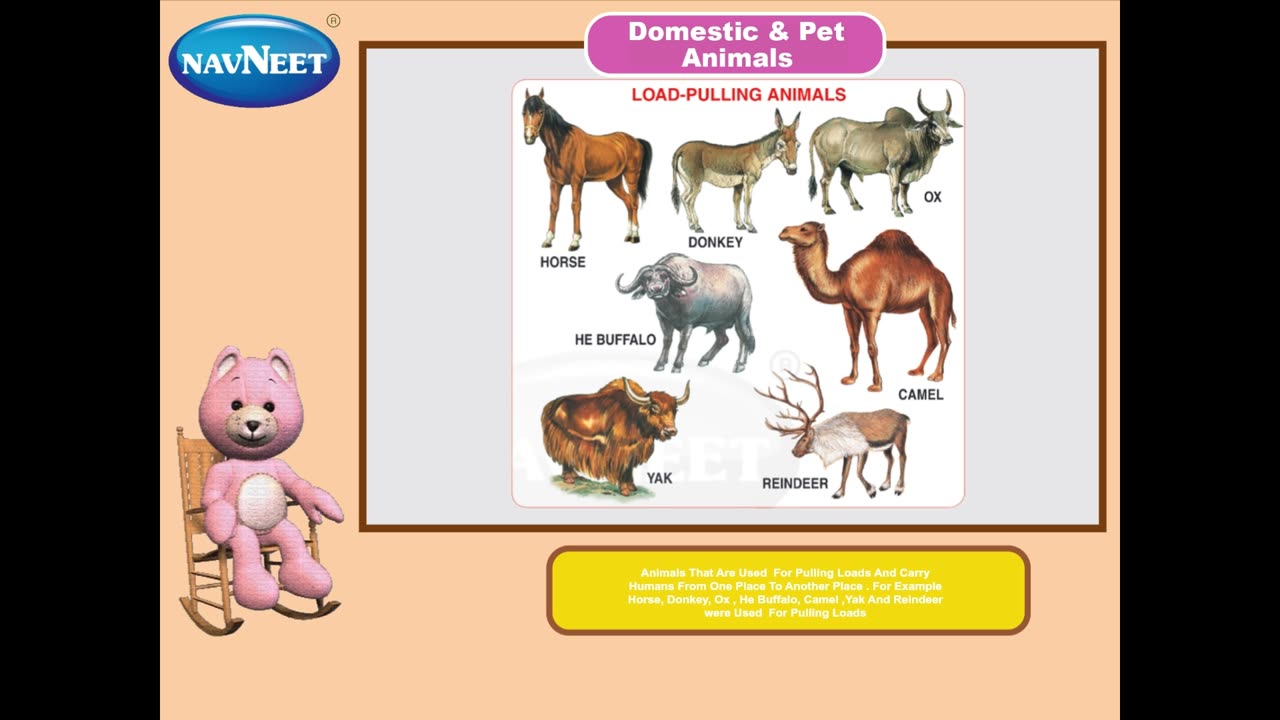 Domestic & Pet Animals - Made with Clipchamp