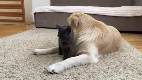 How a Kitten Meets a Golden Retriever After a Long Separation