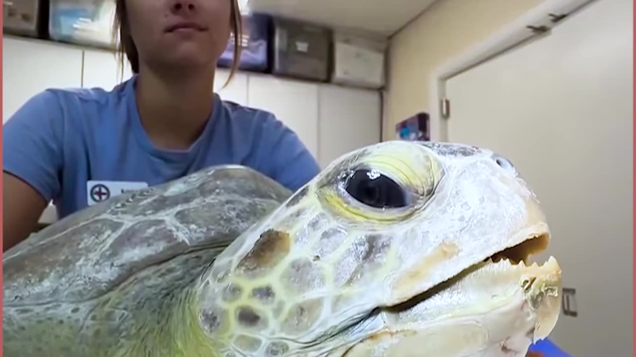 sea turtle rescued barnacles removed asmr