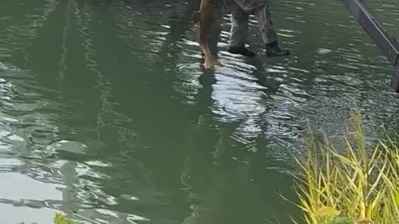 Fish Fishing A Man