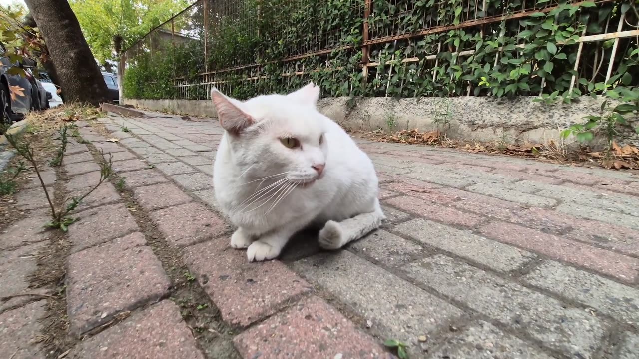 Angry White Cat