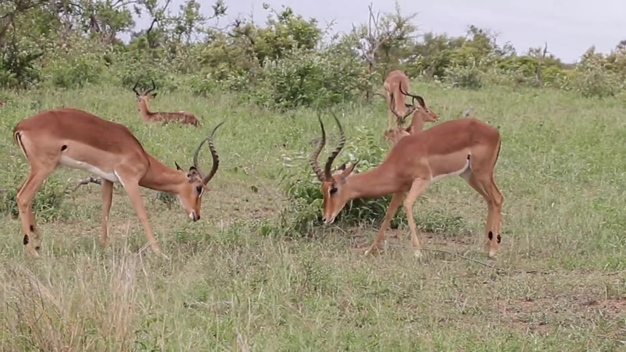 Deer fighting to each other