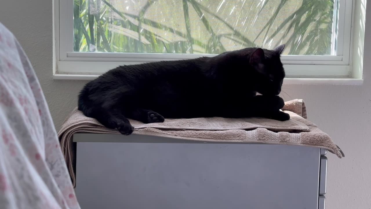 Adopting a Cat from a Shelter Vlog - Cute Precious Piper Uses Her Spa While It Is Under Construction