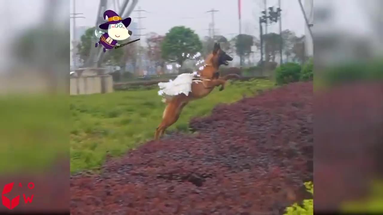 Funny Dog Reaction to Wolfoo From TV - Funniest Cats And Dogs Videos - Wolfoo in Real Life