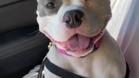 🙏❤🎉🎉🎉🎊🎊🎊️SWEET AND FUNNY PETS SHOTS 🙏❤️❤️🎉🎉🎉🎊🎊🎊