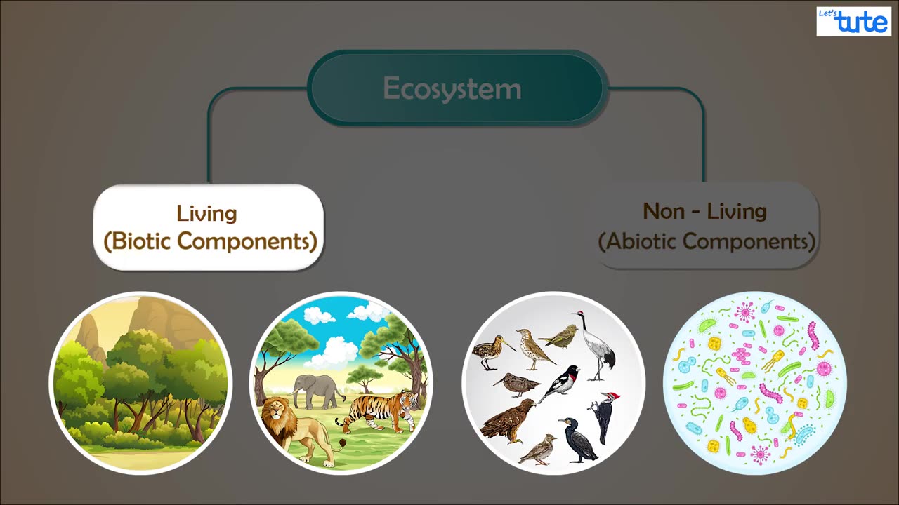 Structure & Composition of Ecosystem | Environmental Science | EVS | Letstute