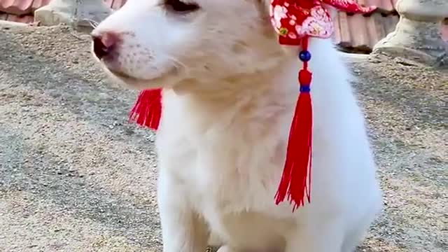 A cute little white dog # # # of pet dog of a pet