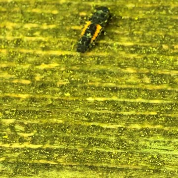 The larva of an Asian ladybug / beautiful insect.