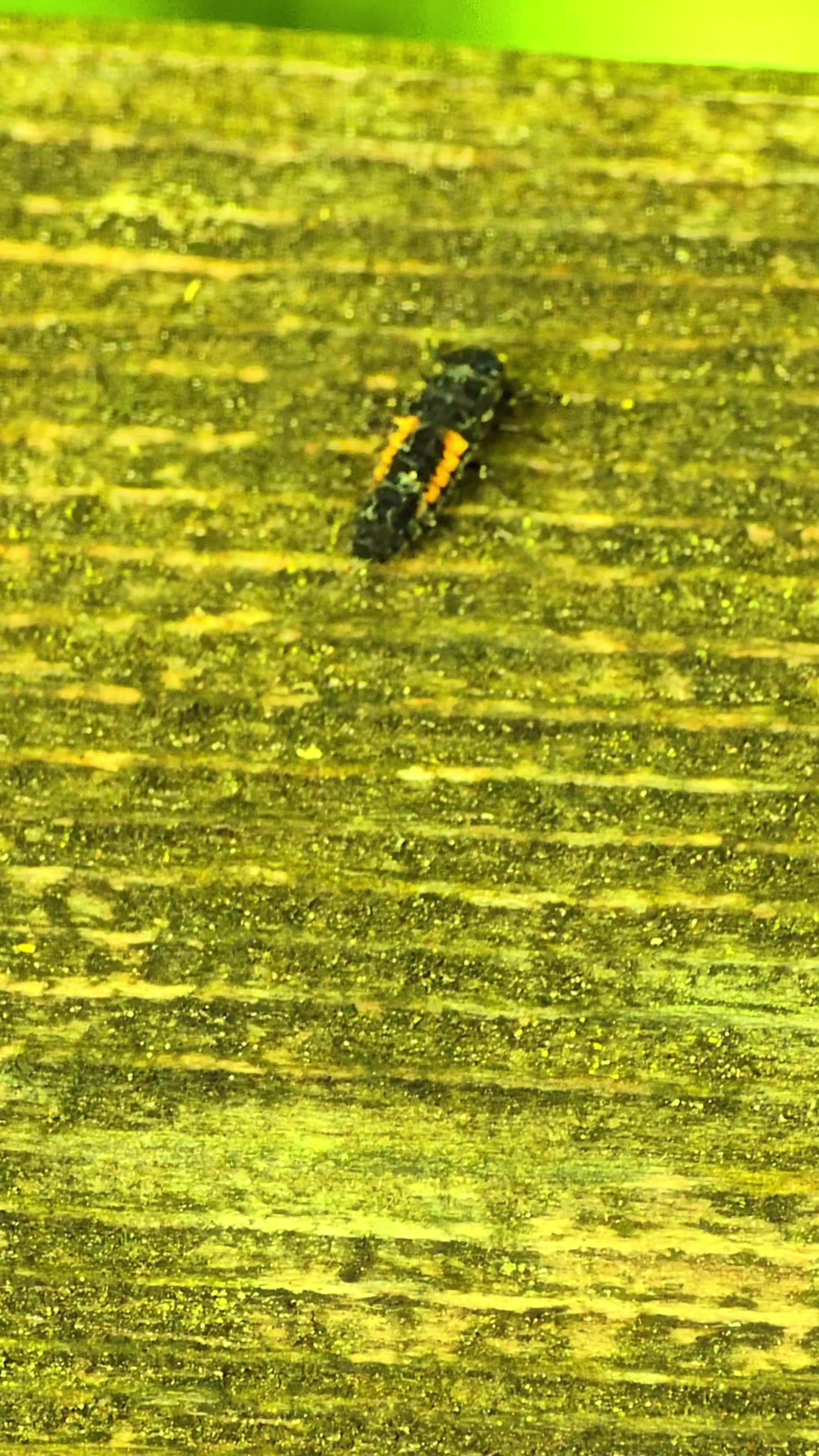 The larva of an Asian ladybug / beautiful insect.