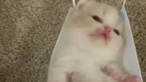 Just a little ball of fluff bringing joy to your feed!