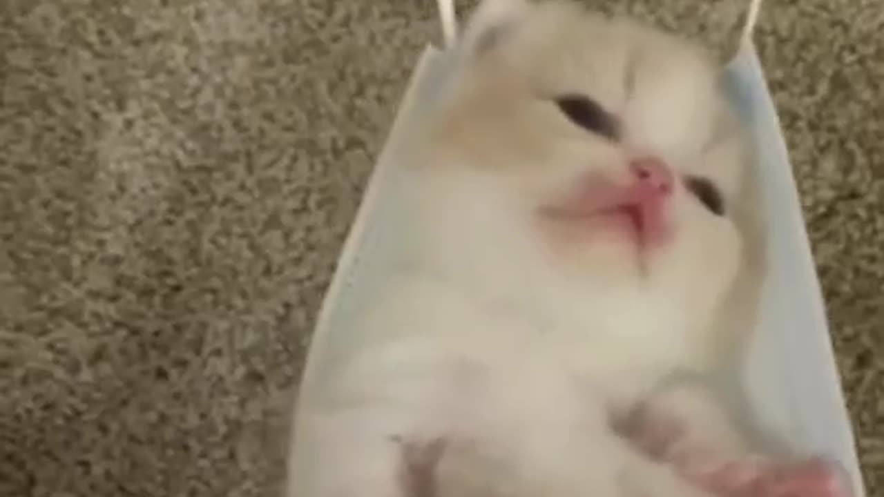 Just a little ball of fluff bringing joy to your feed!