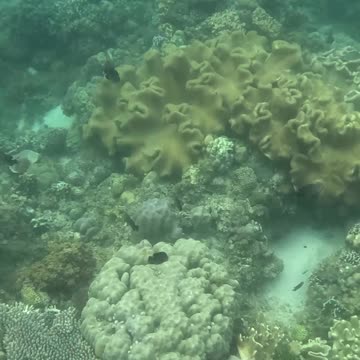 Morning Snorkeling Adventure