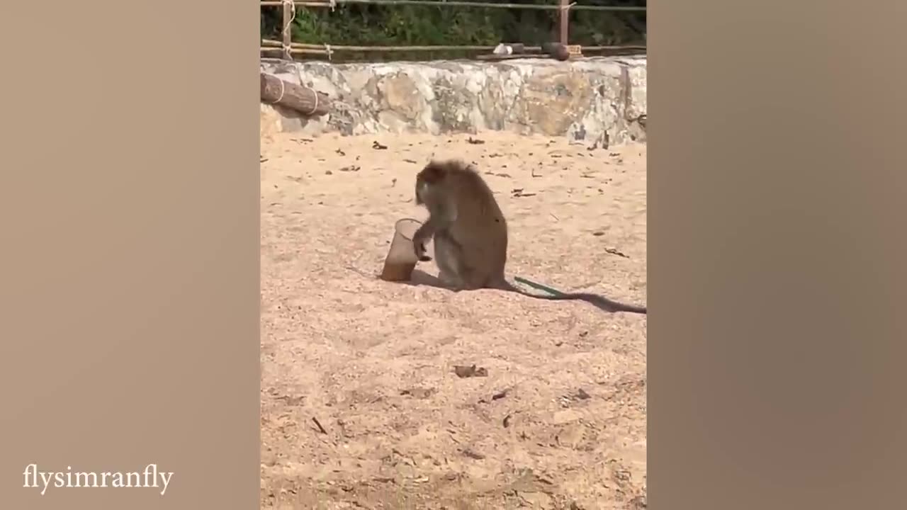 10 min of funny animals videos