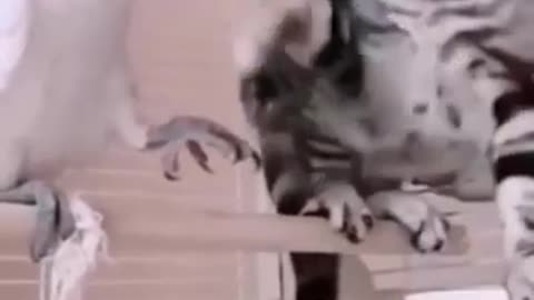 Cat funny fighting