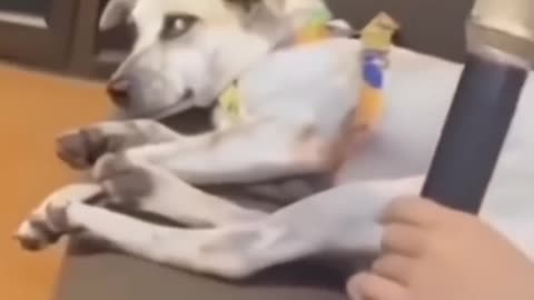 Funny animals #pet #cat #dog #cute #animals