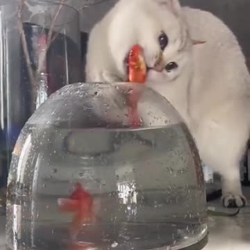 Cat and fish