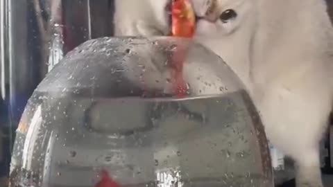 Cat and fish