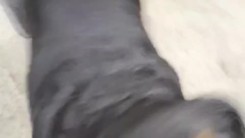 ROTTWEILER VS AIR BLOWER