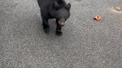 Three Bears Search Car For Thanksgiving Treats