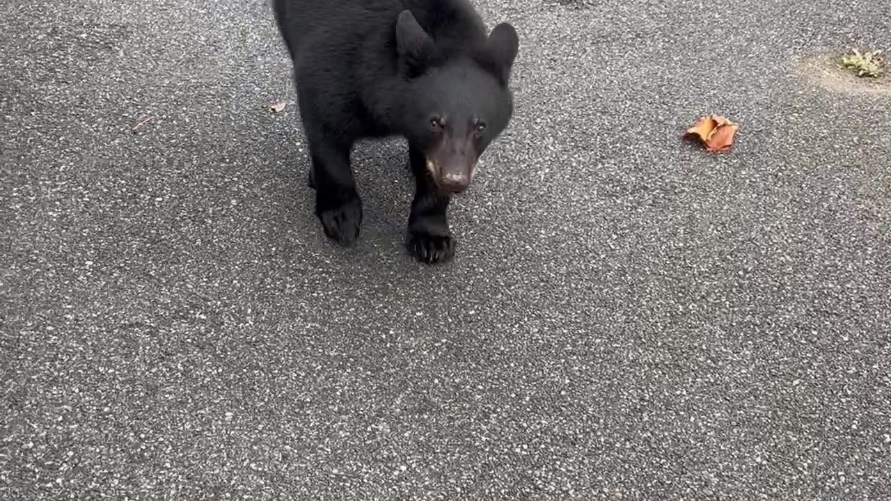 Three Bears Search Car For Thanksgiving Treats