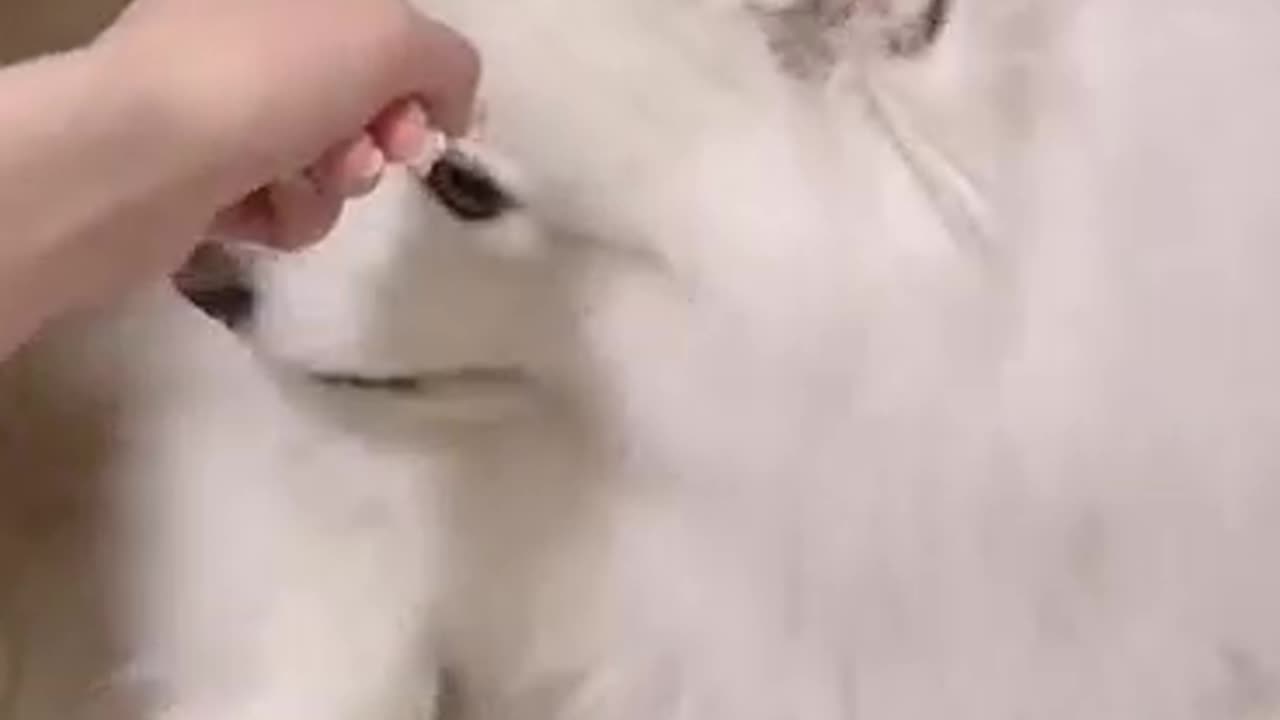 A lovely white puppy is playing with its owner