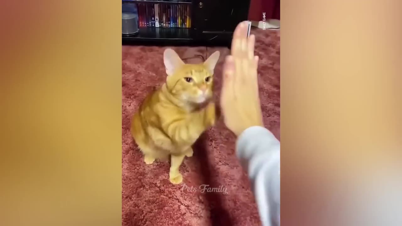 Funniest Animals 2022